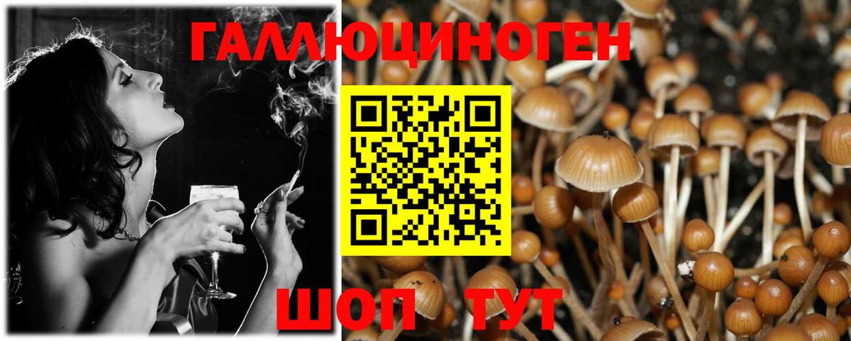 наркотики  Галлюциногенные грибы Psilocybe  Вход с VPN  Малгобек 